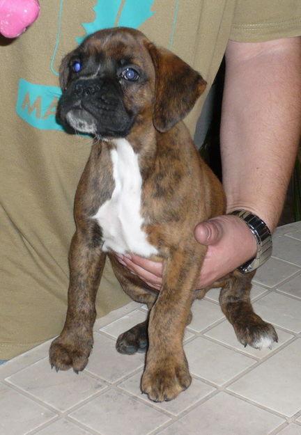 Excelente cachorro de boxer macho