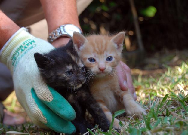 GATITOS DE 2 MESES EN ADOPCIÓN