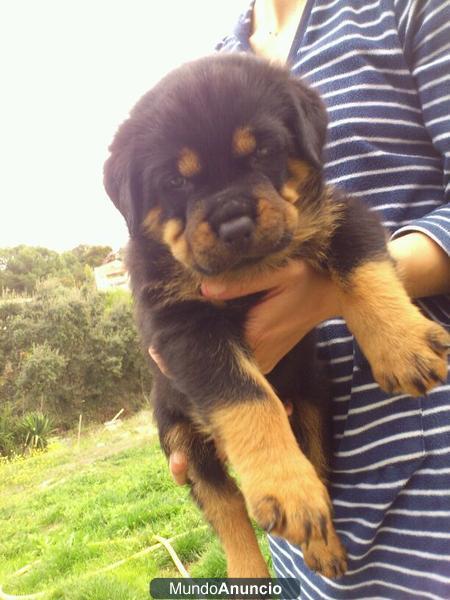 Impresionantes Rottweiler