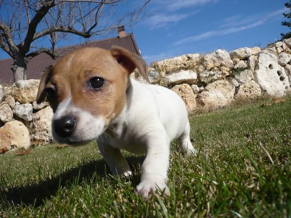 PERRITA JACK RUSSELL TERRIER PATA CORTA 300E