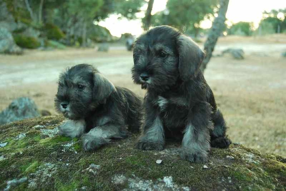 Schnauzer inscritos en LOE, pura raza !