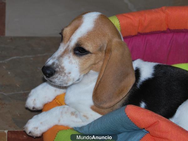 Vendo Beagle