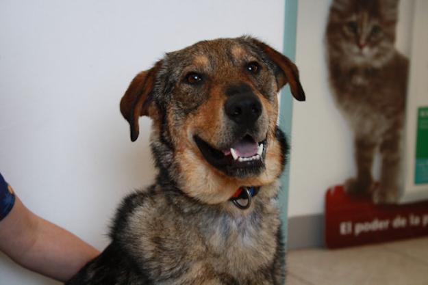 PETER, CACHORRÓN ENFERMO DE LEISHMANIA