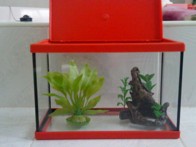 Acuario y accesorios