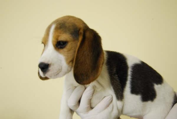 autenticos cachorros de beagle