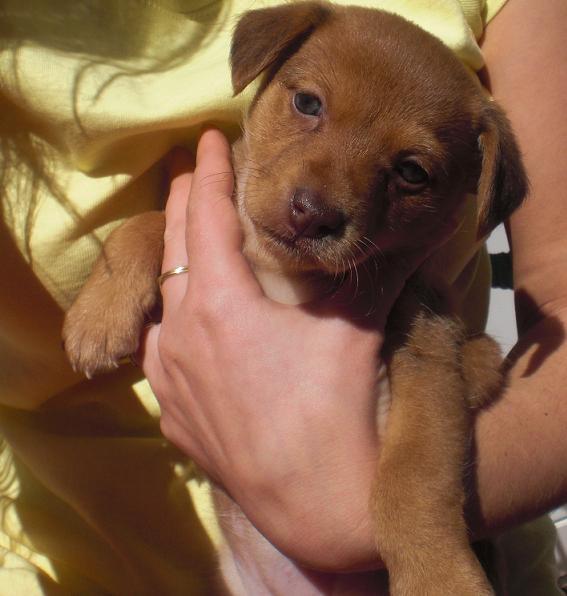 Cachorrita tamaño mediao en un futuro