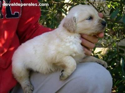 Cachorros de Golden Retriever y perro de agua Devaldeperales