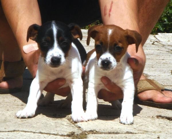 CACHORROS DE JACK RUSSEL 480