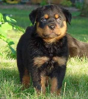 Camada de rottweilers impresionantes