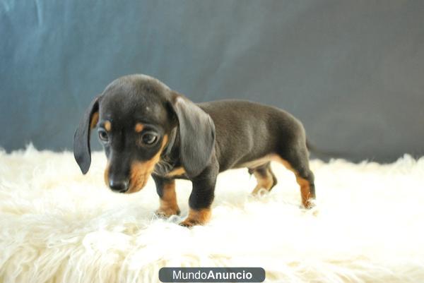 camada de teckel Kaninchen con pedigre, con dos meses,  criadores