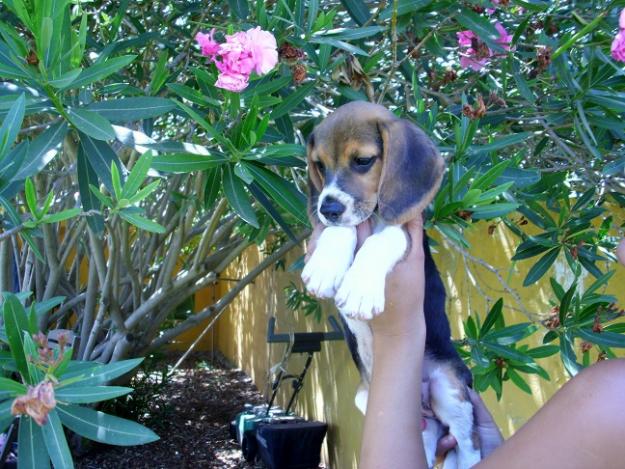 disponible camada de beagle, cachorros listos para su entrega