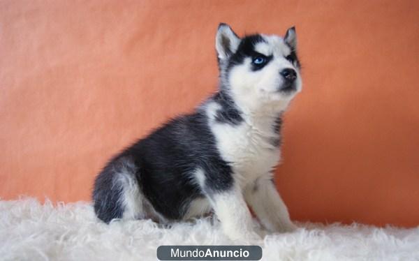 Husky Siberianos Cachorros con Ojos Azules Excelente pedigre