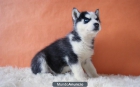 Husky Siberianos Cachorros con Ojos Azules Excelente pedigre - mejor precio | unprecio.es