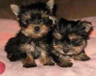 Preciosa y encantadora camada de cachorros yorkshire terrier,