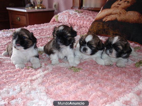 PRECIOSOS SHIH TZU TRICOLOR