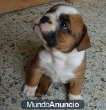 Regalo cachorros bulldog ingles ///.