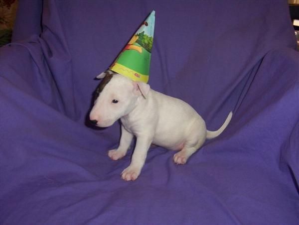 SE OFRECE BULL TERRIER PARA MONTAS