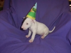 SE OFRECE BULL TERRIER PARA MONTAS - mejor precio | unprecio.es