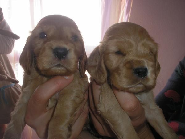 se vende cachoros cocker spaniel