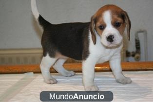 Beagle 2 meses, nacidos en Madrid.