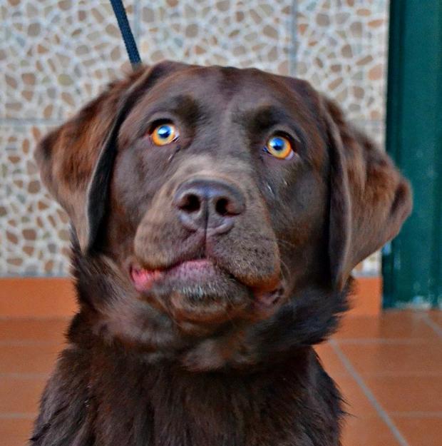 Labradores retriever cachorros con pedigree L.O.E