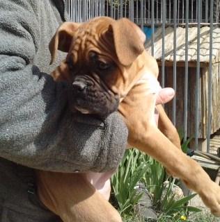 PRECIOSOS CACHORROS DE BOXER CRIADERO EN GIRONA