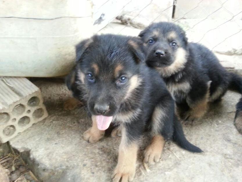 Preciosos cachorros de Pastor Alemán en Lleida.