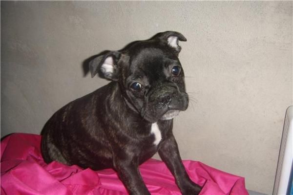 BULLDOG FRANCES ATIGRADA, SE VENDE CACHORRITA