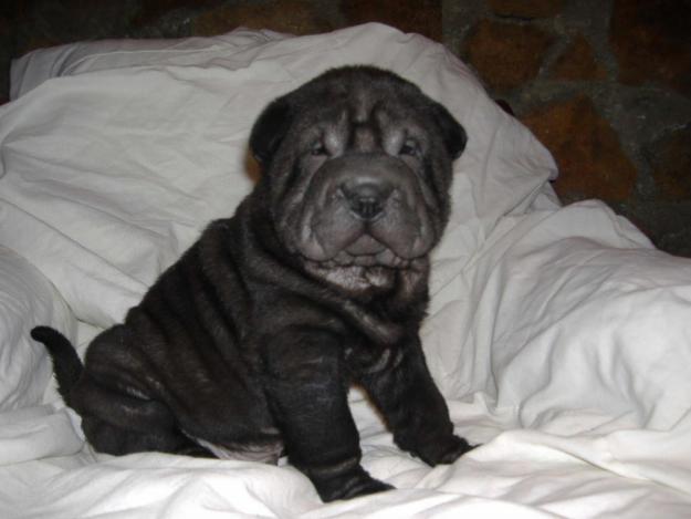 Cachorritos sharpeis para NAVIDAD