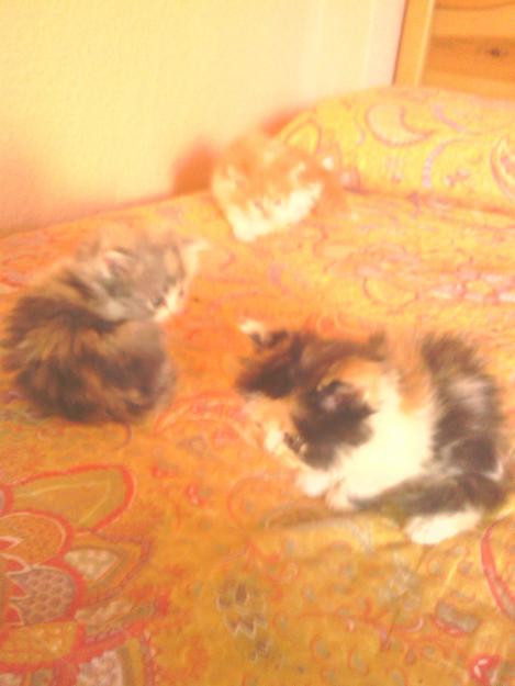 gatos persa europeo