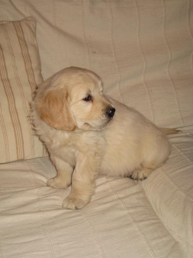 Golden retrievers 250 euros