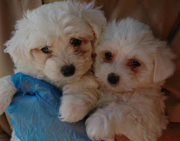 Preciosos cachorritos bichon maltes