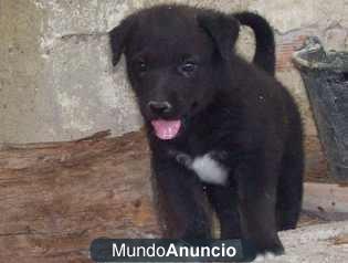 Regalo cachorro precioso