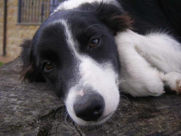 REGALO CAHORRO BORDER COLLIE