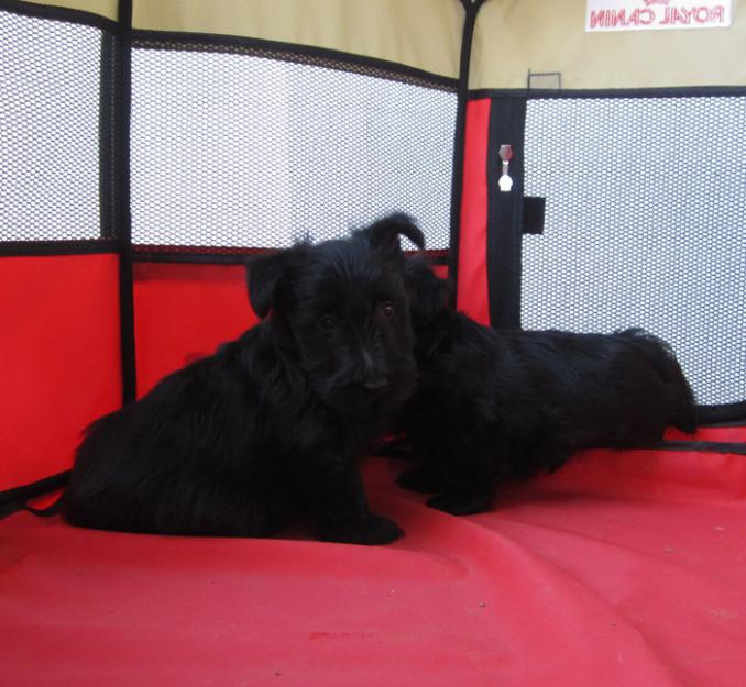 Scottish Terrier de color negro con pedigri.