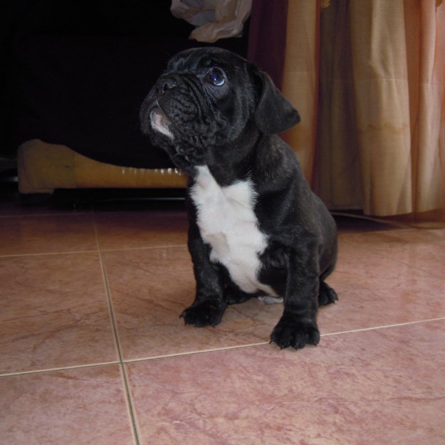 Cachorritos Bulldog Francés 350 euros !