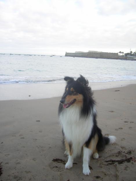 Rough collie busca novia Cádiz