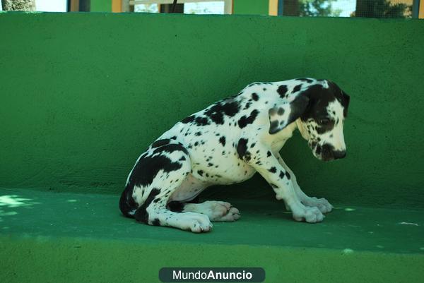 DOGOS ALEMANES, CACHORROS GRAN DANES¡¡¡ EN NUESTRO CRIADERO