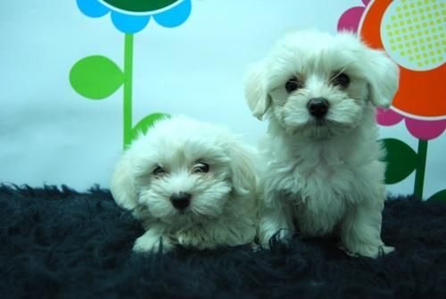 BICHON MALTES _ WWW.ANIMALFLOWER.COM _ Envios del cachorro por MRW Mascotas