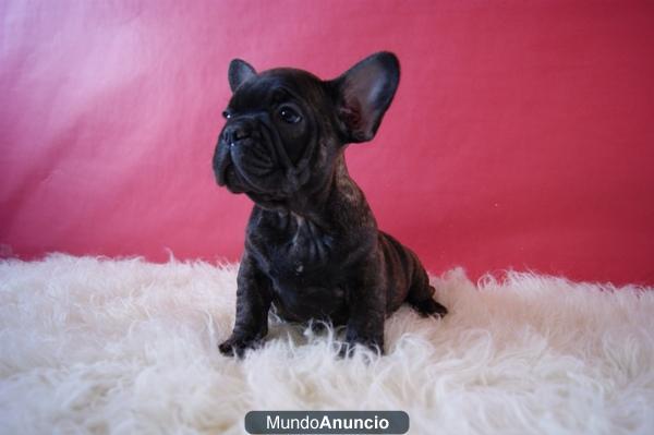 Bulldog Frances camadas listas para entregar (pedigree)