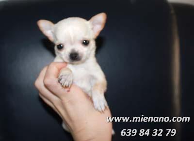 CHIHUAHUAS TOY, MIRA TODOS LOS CACHORROS DISPONIBLES EN NUESTRA WEB(lunes, 07 de mayo )