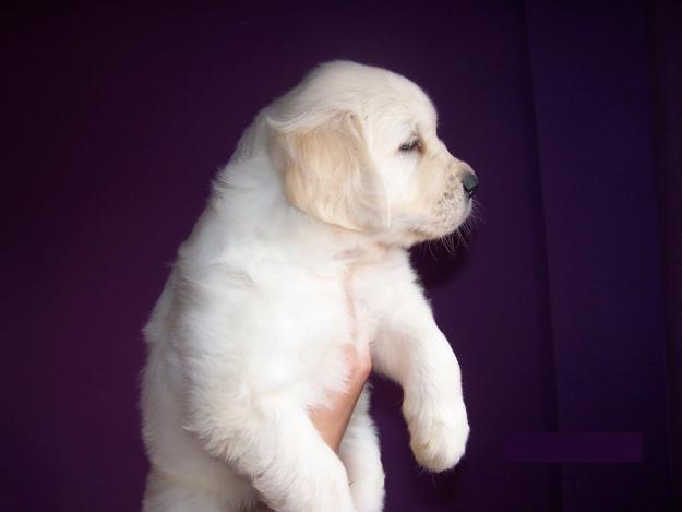 Golden retriever camada disconble L.O.E