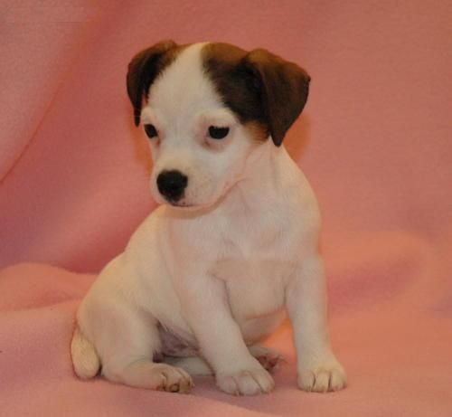 preciosa cachorrita de JACK RUSSEL TERRIER