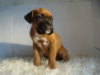 PRECIOSOS CACHORRITOS BOXER - mejor precio | unprecio.es