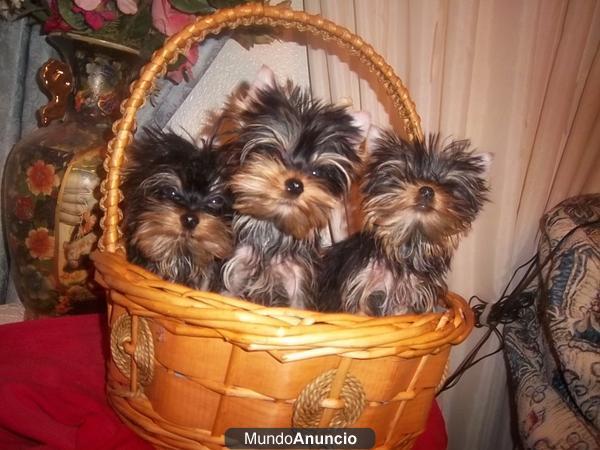 PRECIOSOS YORKSHIER TERRIER CRIADOS EN FAMILIA