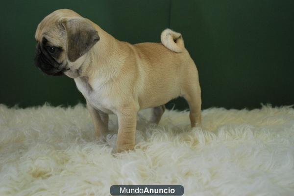 Autenticos Carlino Pug fotos reales