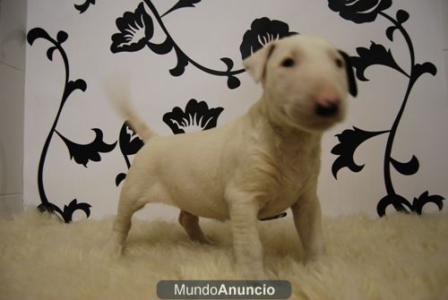 Bullterrier ( Blancos ) www.animalflower.es