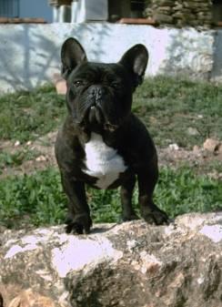 cachorros bulldog frances excelente calidad y precio