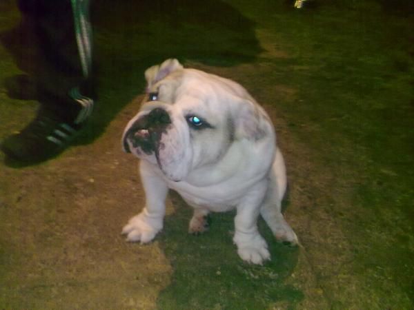 cachorros de bulldog ingles, preciosos