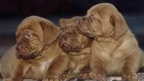 cachorros de dogo de burdeos espectaculares padres a la vista